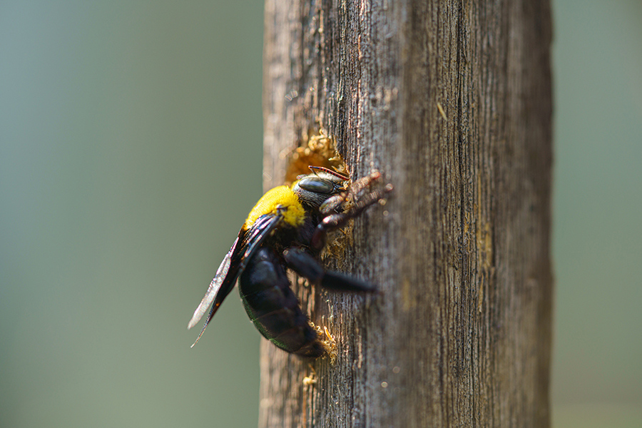 Carpenter Bee Removal