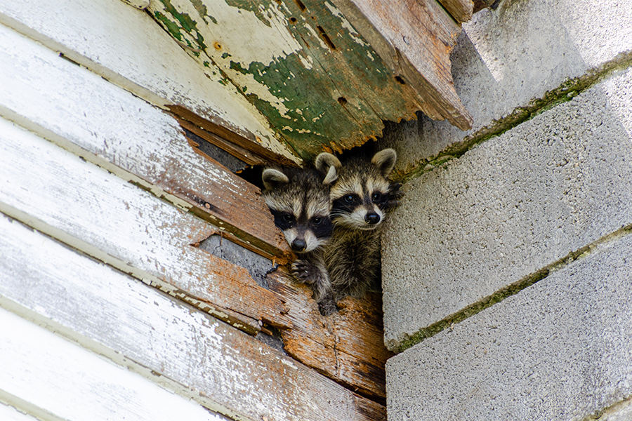 Racoon Removal
