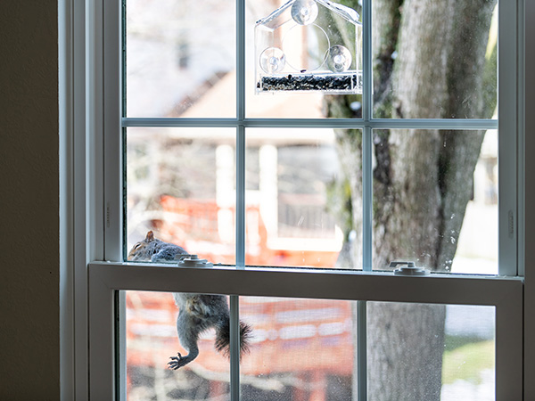 Squirrel Removal