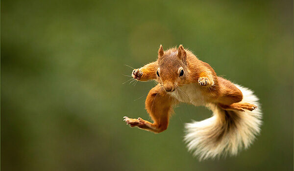 Squirrel Removal - Rid-A-Critter - Animal Control - GA & AL