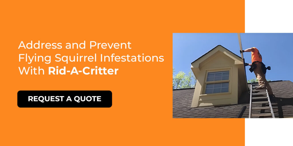 Address and Prevent Flying Squirrel Infestations With Rid-A-Critter