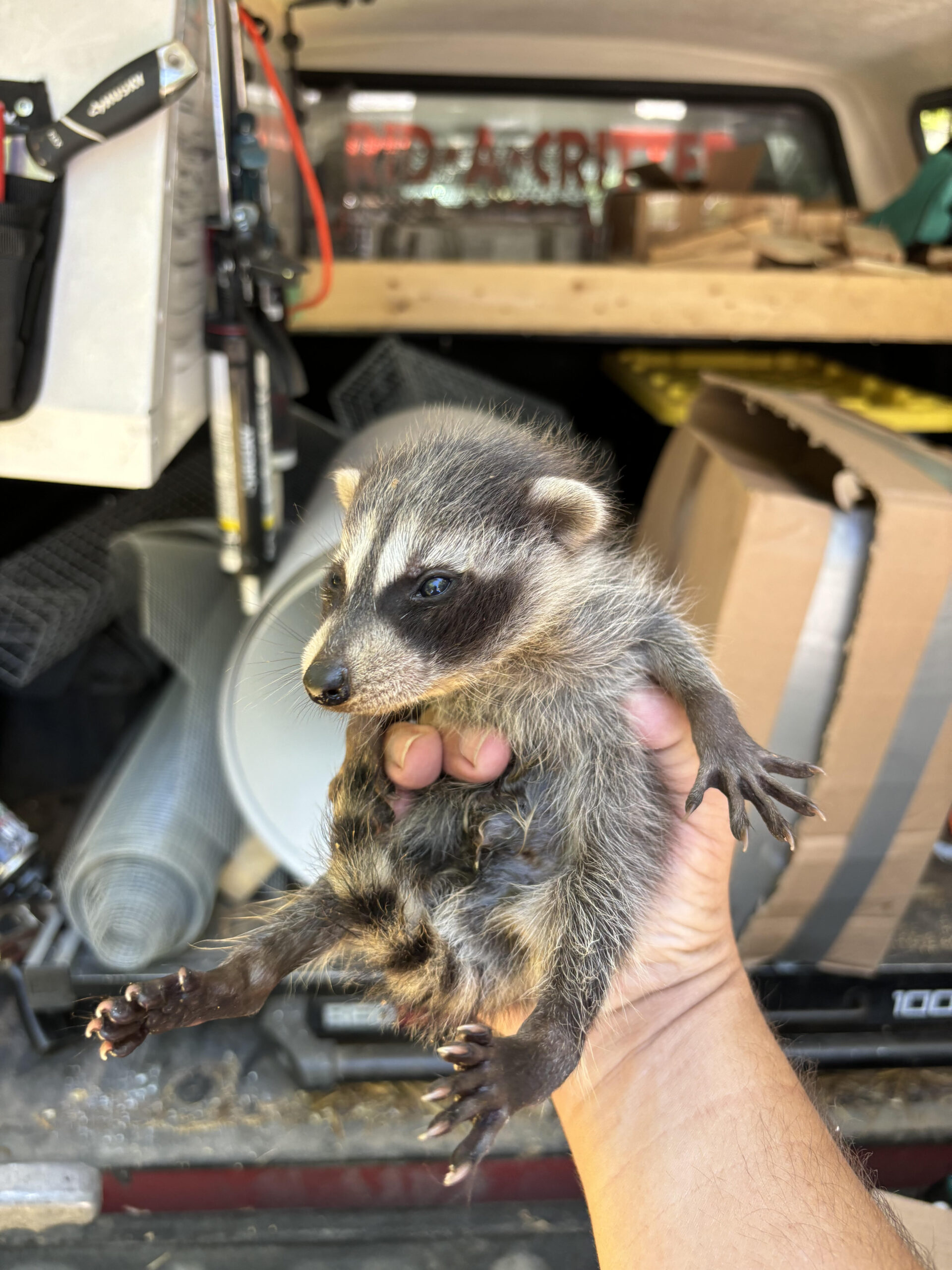 Removed juvenile raccoon from an attic in Roswell Ga