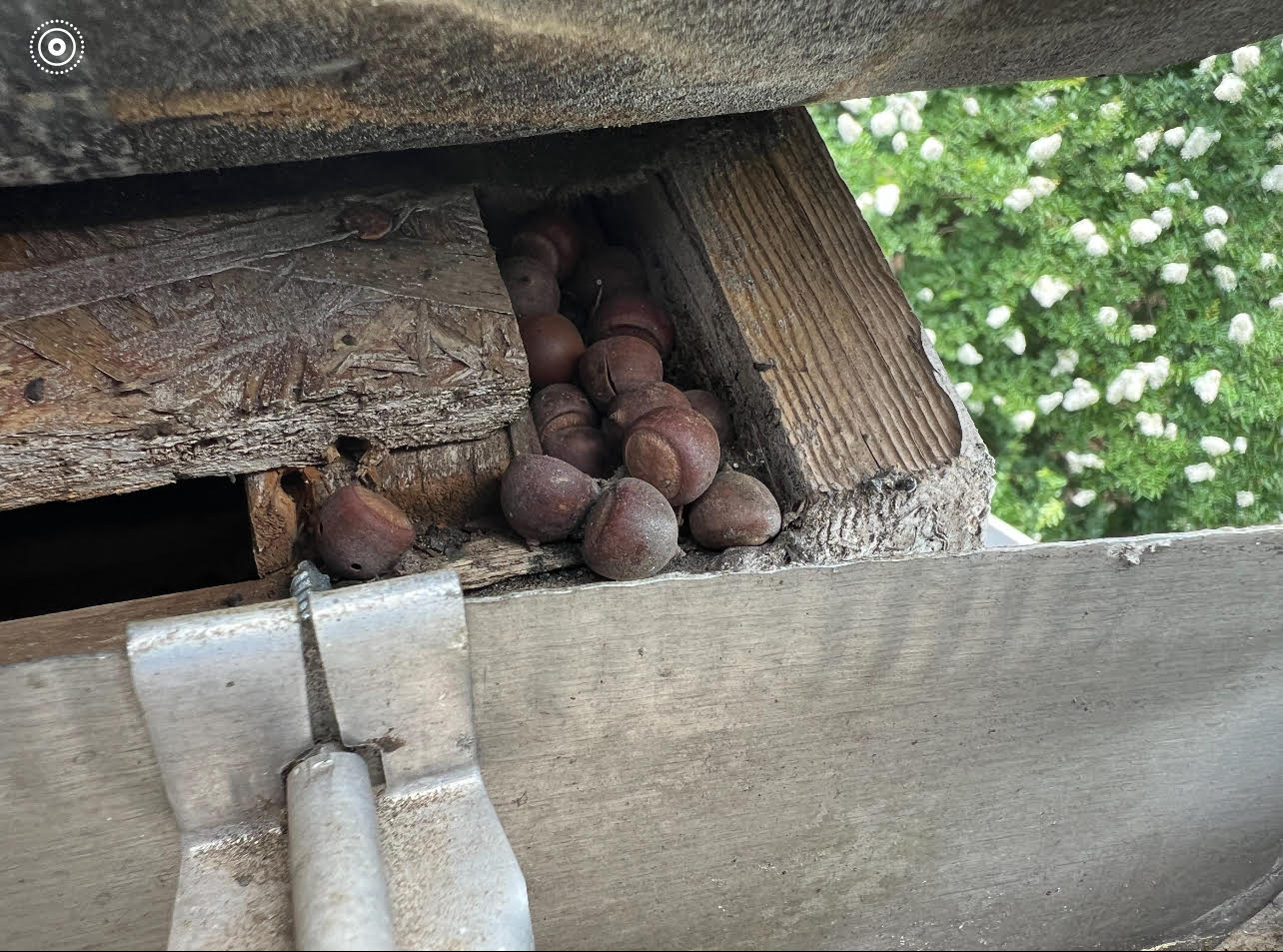 Flying squirrels storing nuts in roof of Rome, Ga attic