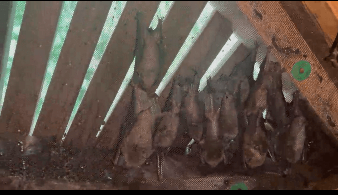 Bats in gable vent in Griffin, Ga