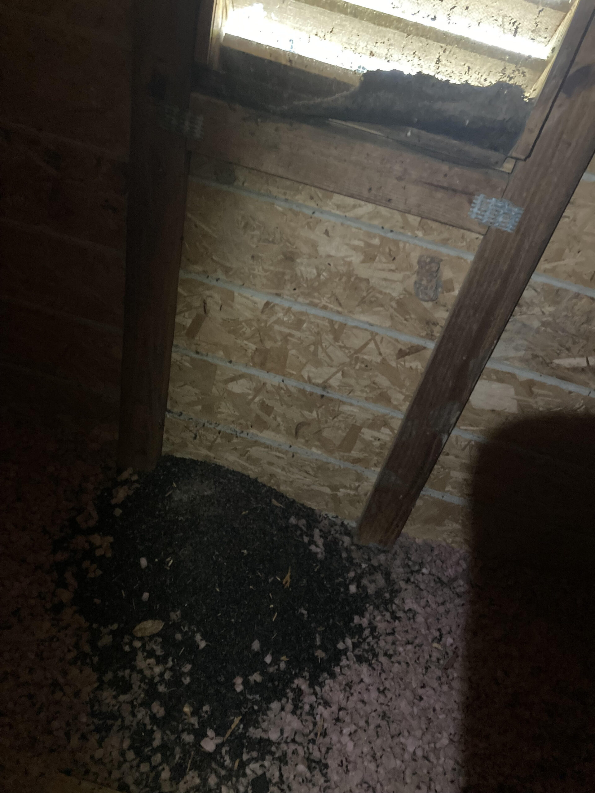 Bat guano in the attic under gable vent in Marietta, ga