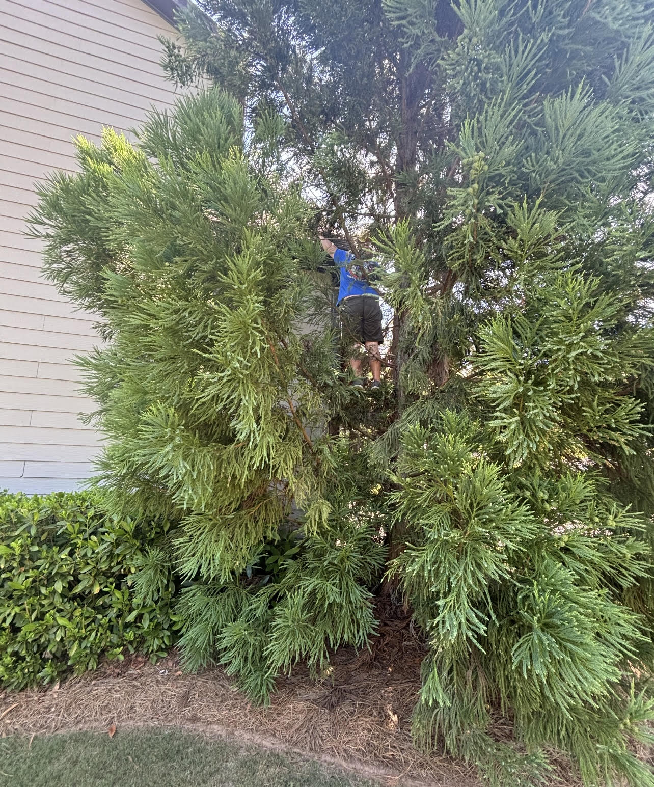 In the trees to seal a Cordele, Ga roof against rodents