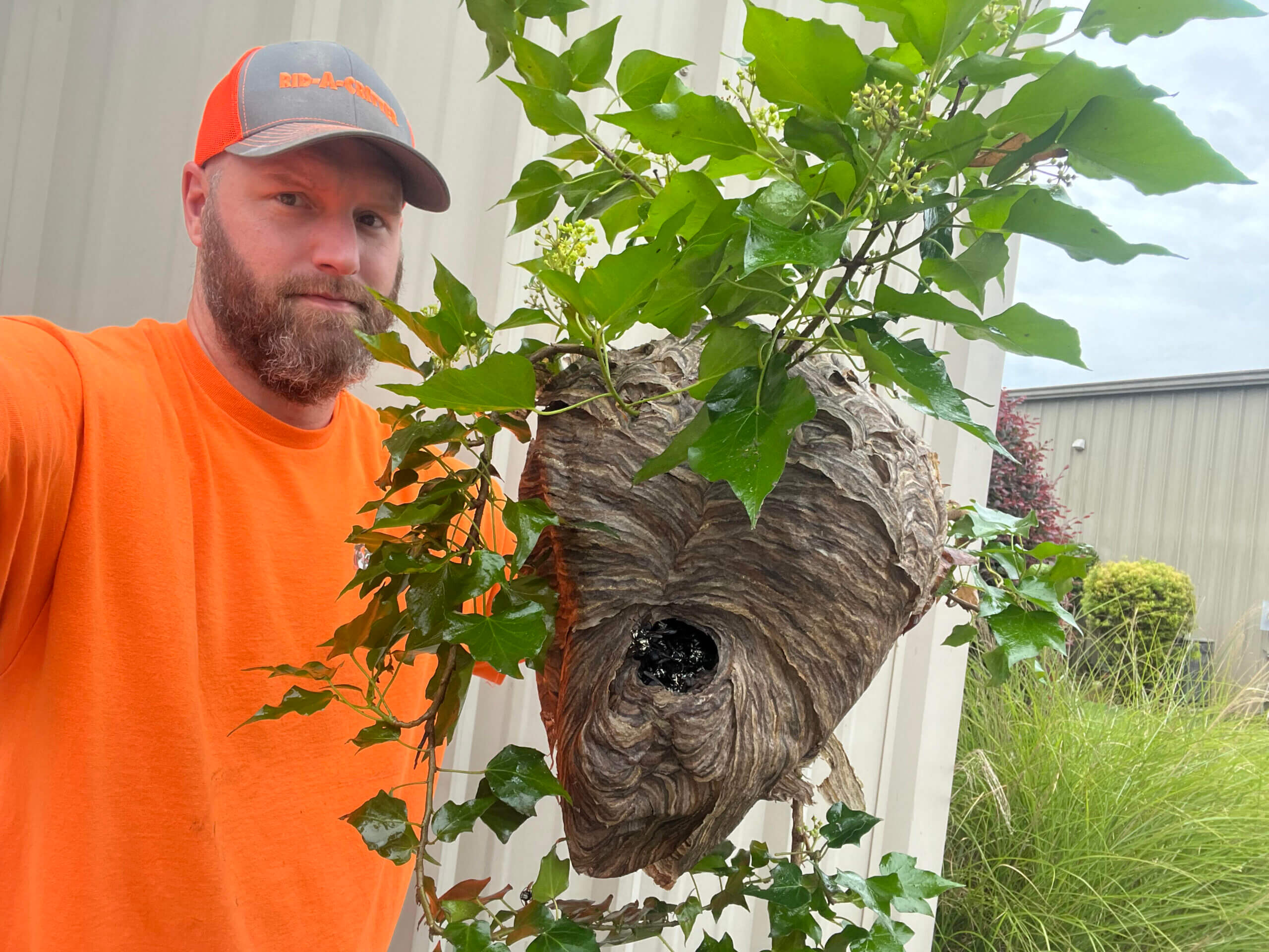 Bald faced hornet nest removed in Griffin, Ga