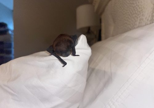 Bat on a pillow in Athens Ga